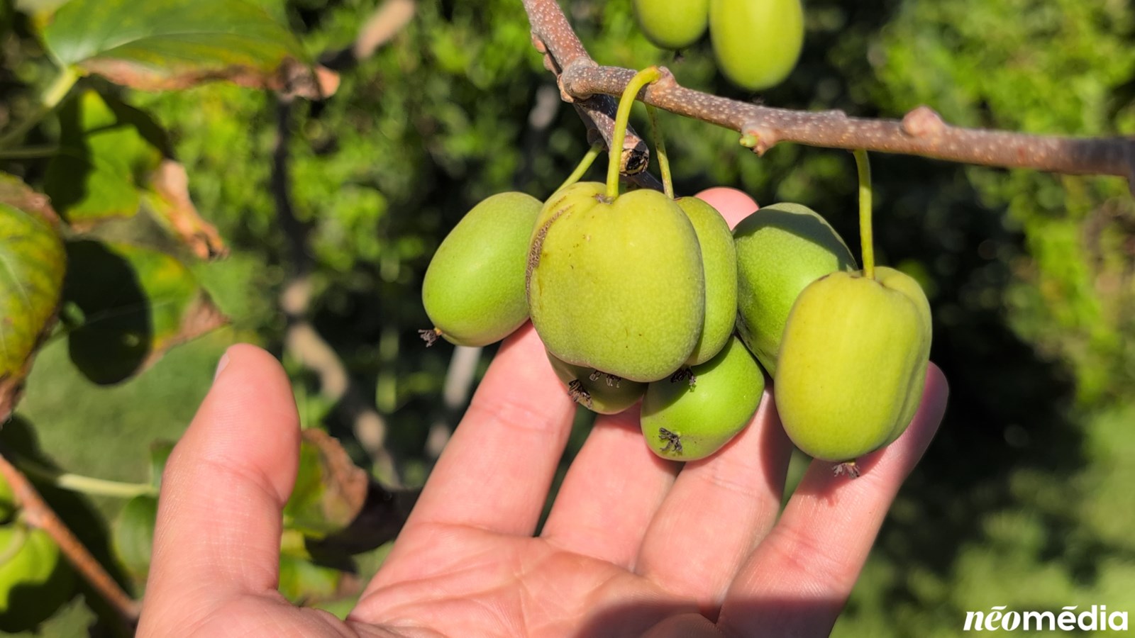 EN VIDÉO : Le mini-kiwi, un fruit surprenant cultivé à Rigaud