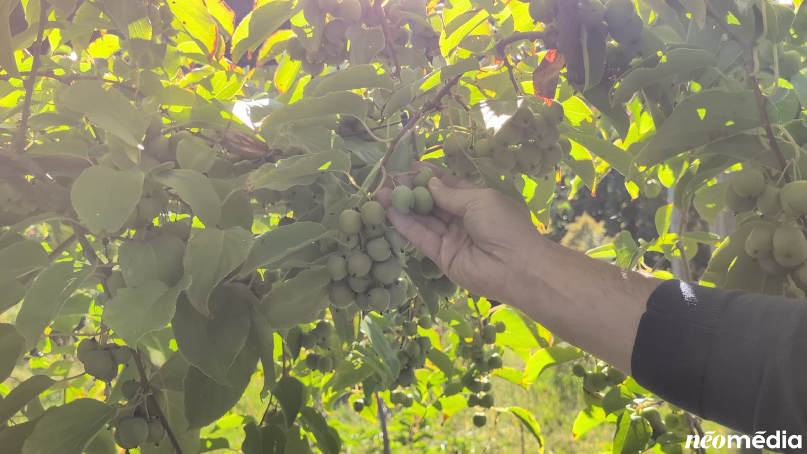 EN VIDÉO : Le mini-kiwi, un fruit surprenant cultivé à Rigaud