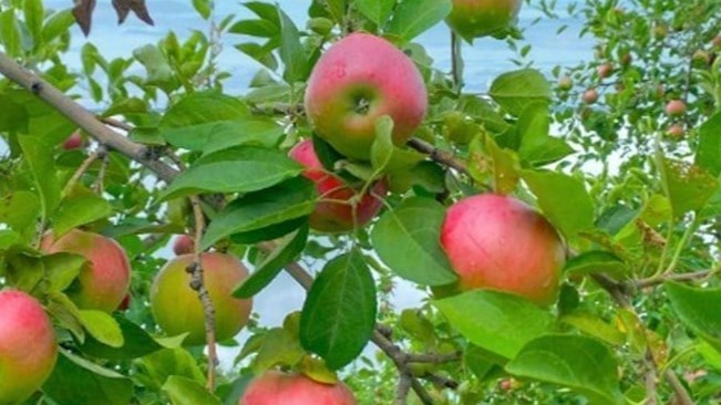 La saison des pommes est lancée dans Vaudreuil-Soulanges