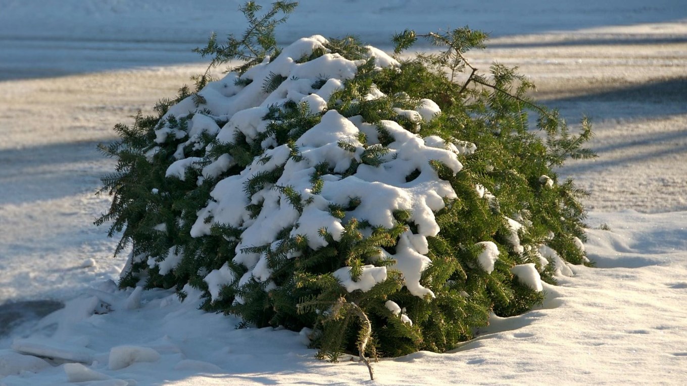 Collecte des sapins naturels dans Vaudreuil-Soulanges