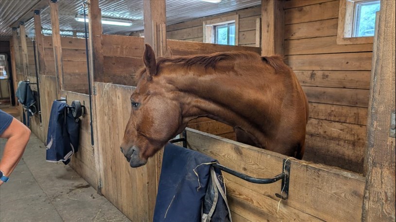 Portes ouvertes des écuries de Saint-Lazare pour la Journée du cheval