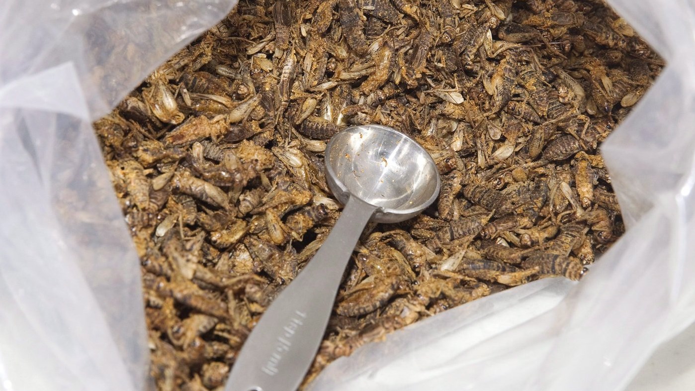 Plus de 40 % des participants sont ouverts à manger des insectes
