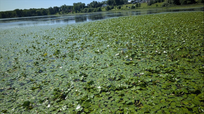 Les opérations d'éradication de la châtaigne d’eau se poursuivent à Rigaud 