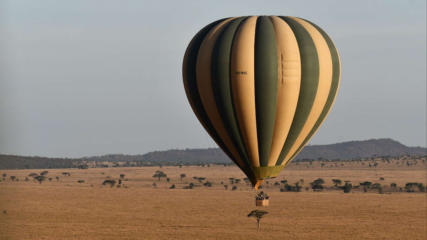 Un safari au grand écran
