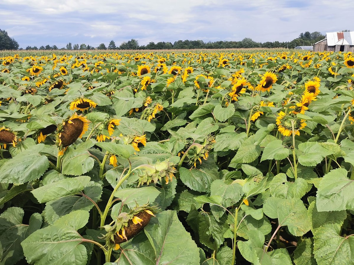 Les tournesols