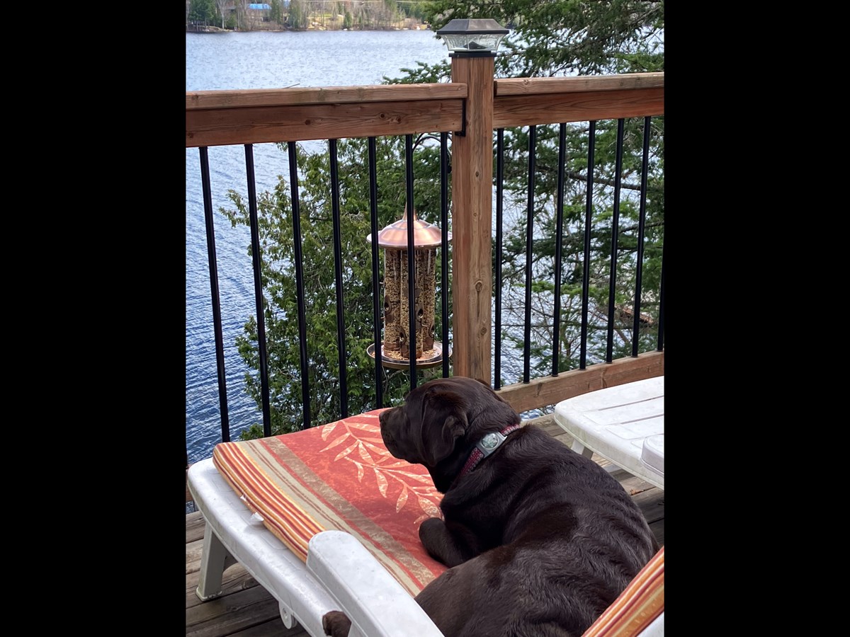 Daisy en vacances au chalet