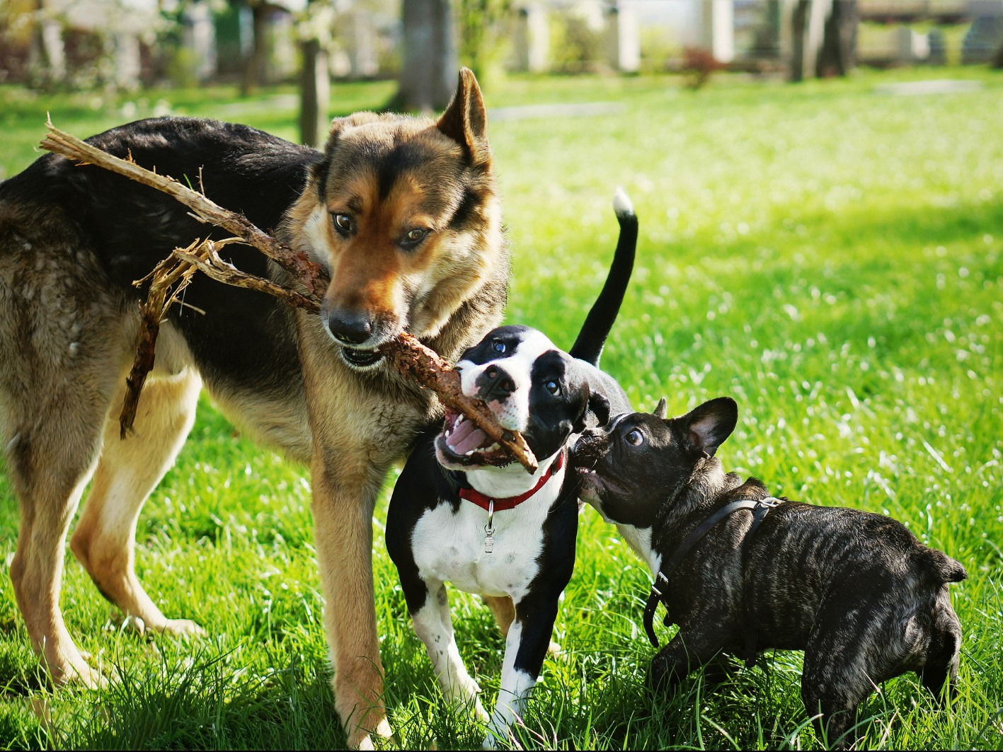 Un nouveau parc canin à Chicoutimi 