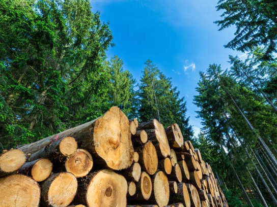 Élections provinciales : le secteur forestier oublié
