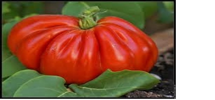 Exposants de tomates recherchés