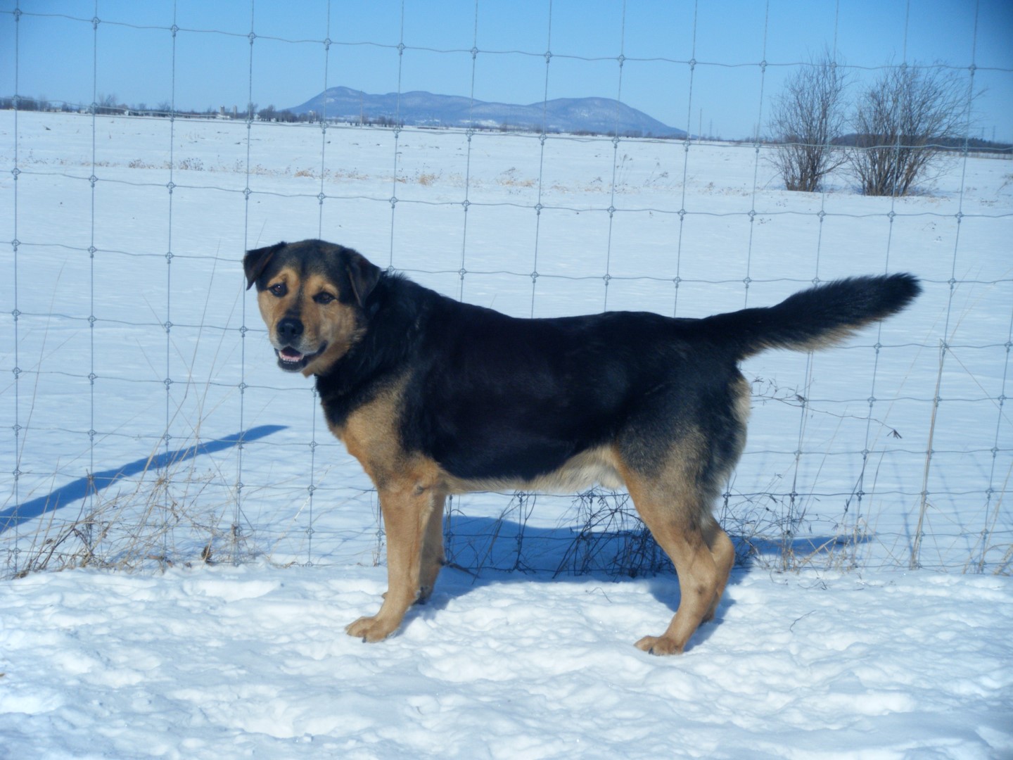 Tundra, un chien doux et obéissant