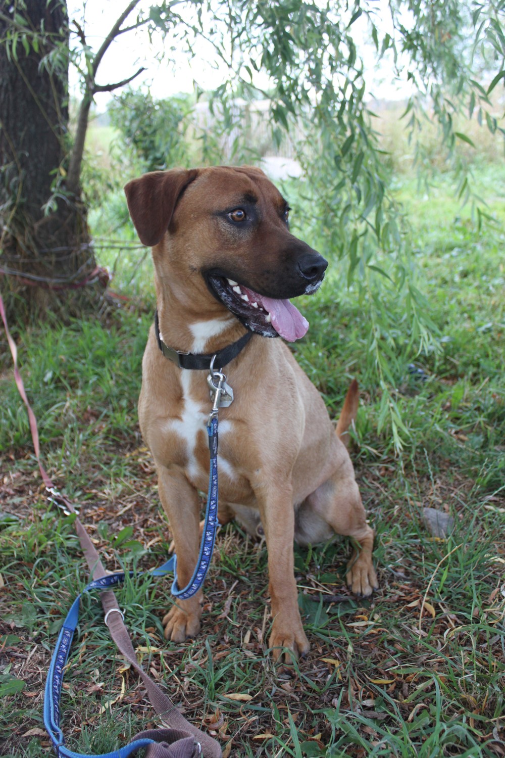 Qui adoptera Thunder ?