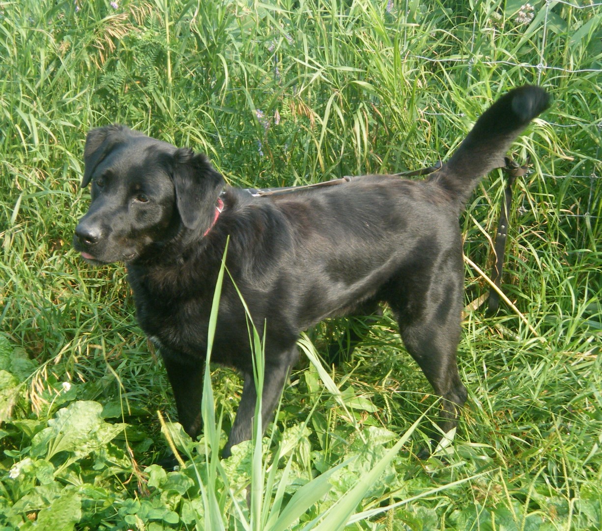 Yankee, un chien enjoué