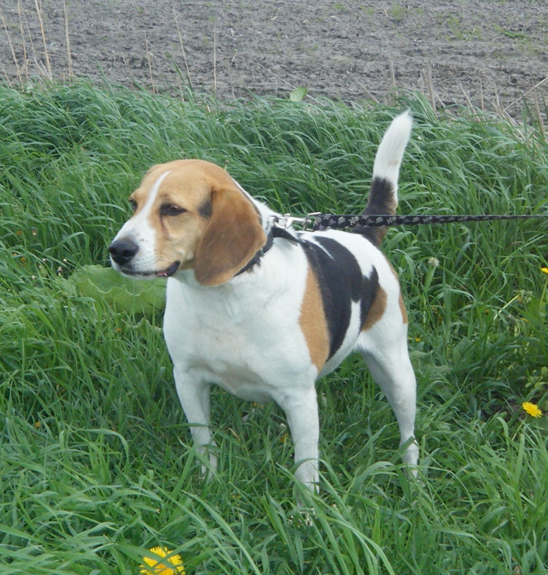 Ziggy rendra une famille heureuse