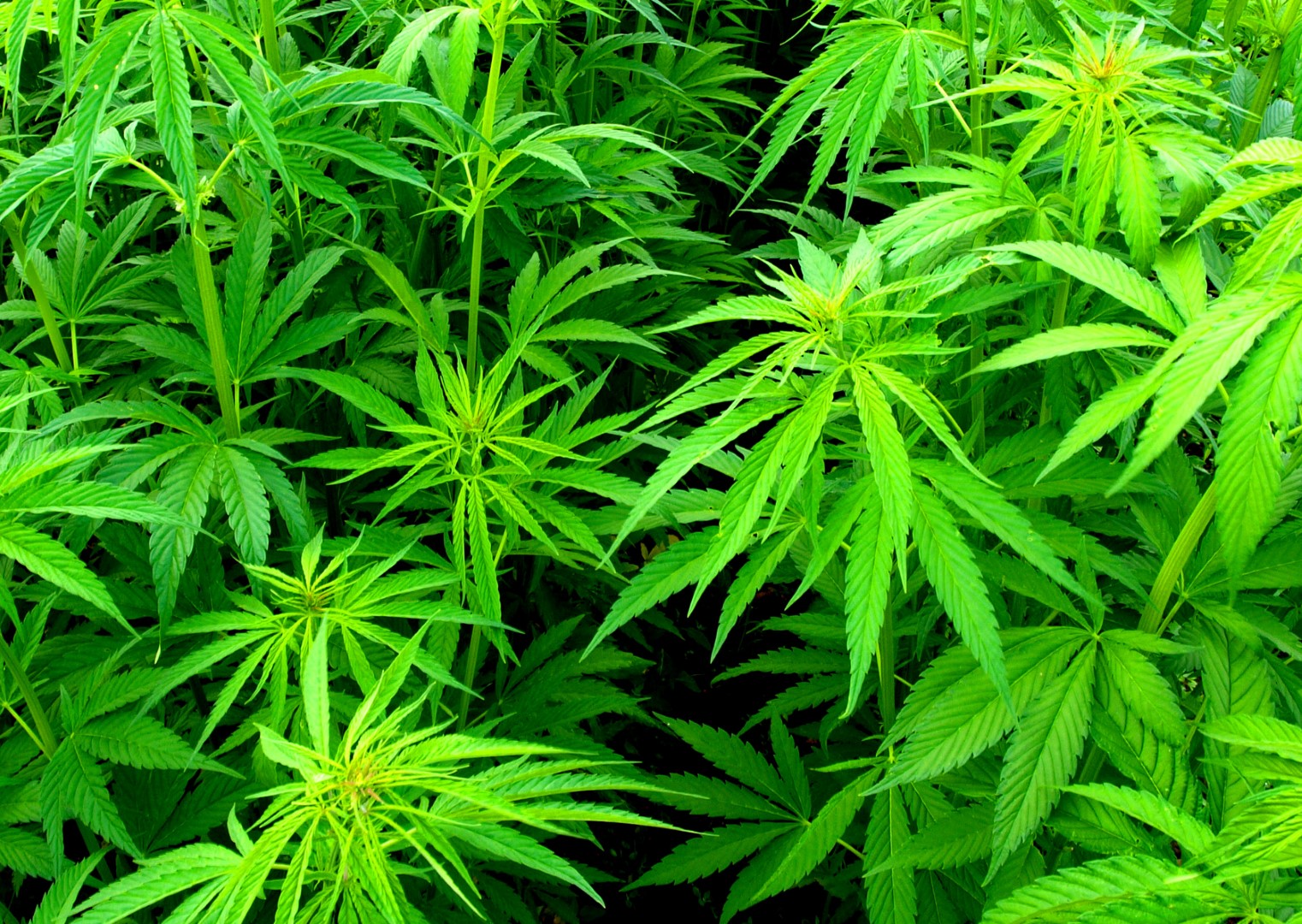 Plants, boutures et marijuana en vrac saisis à Saint-Césaire