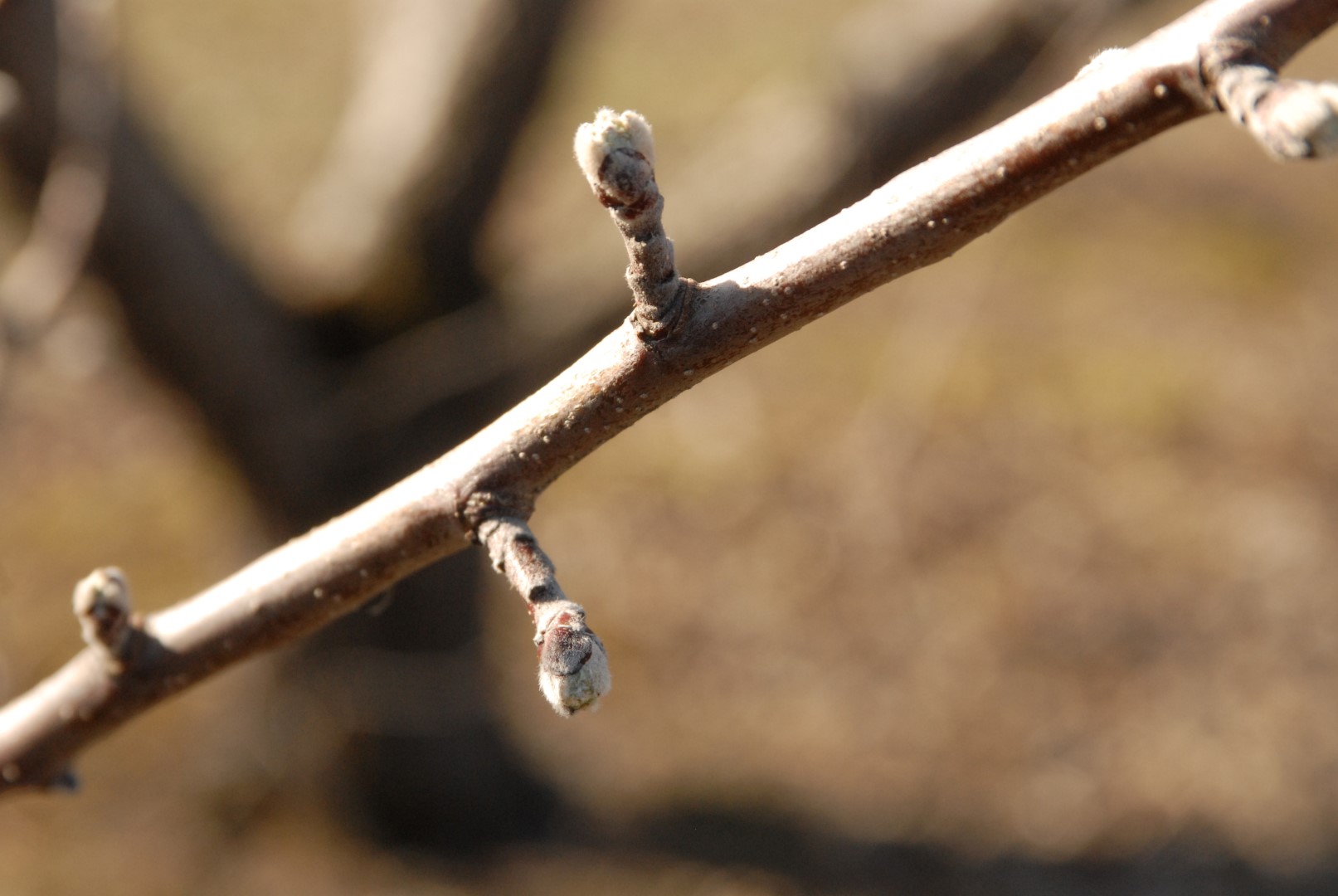 Les pommiers à la merci de Dame Nature