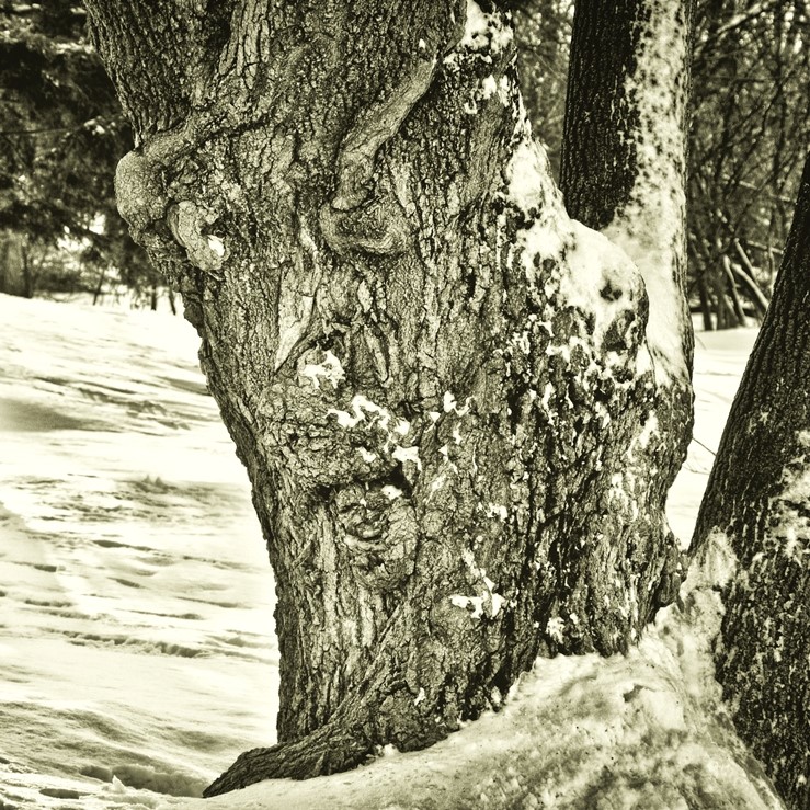 « Arbre au Fort-Chambly », par Corinne Landry, Carignan