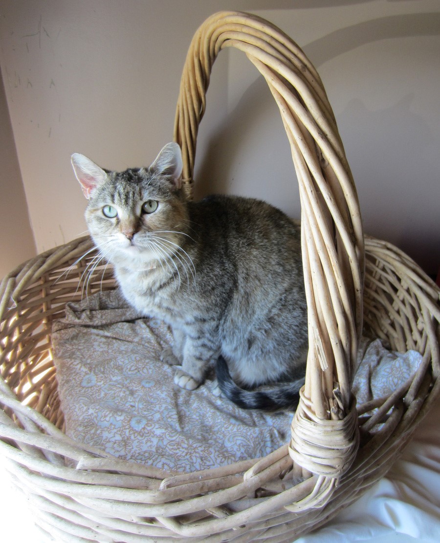 Agatha
