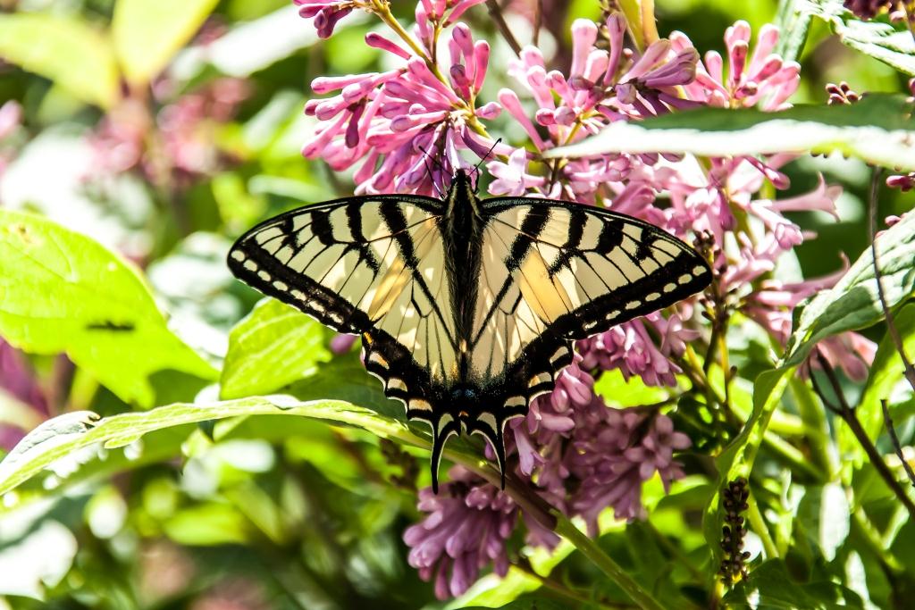 « Papillon », par Marc Plourde, Chambly