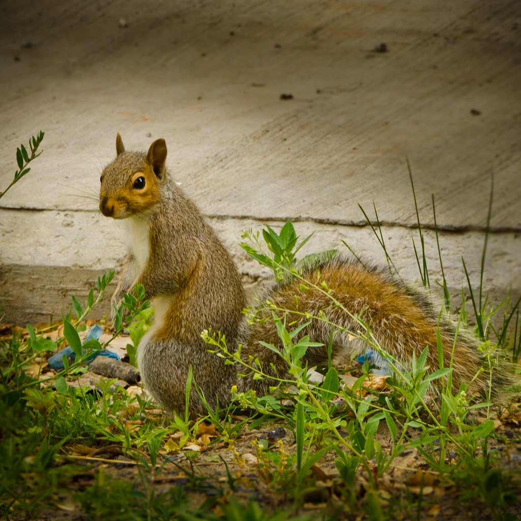 « Surprise ! », par Richard Fortier, Saint-Jean-sur-Richelieu