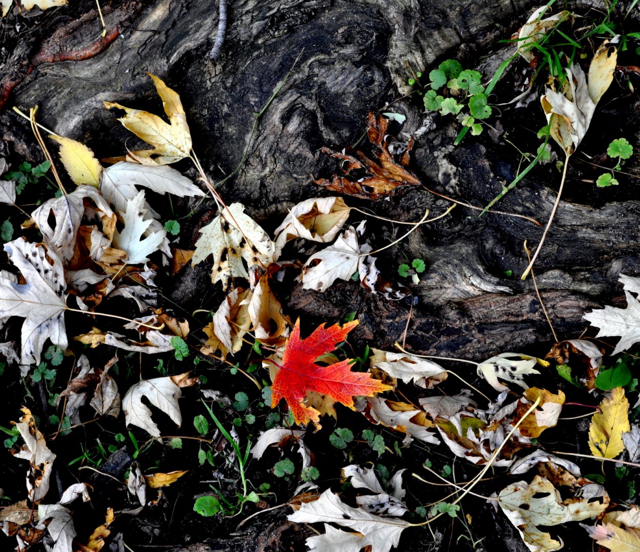 « C'est l'automne ! », par Nicole Renée Trépanier, Chambly