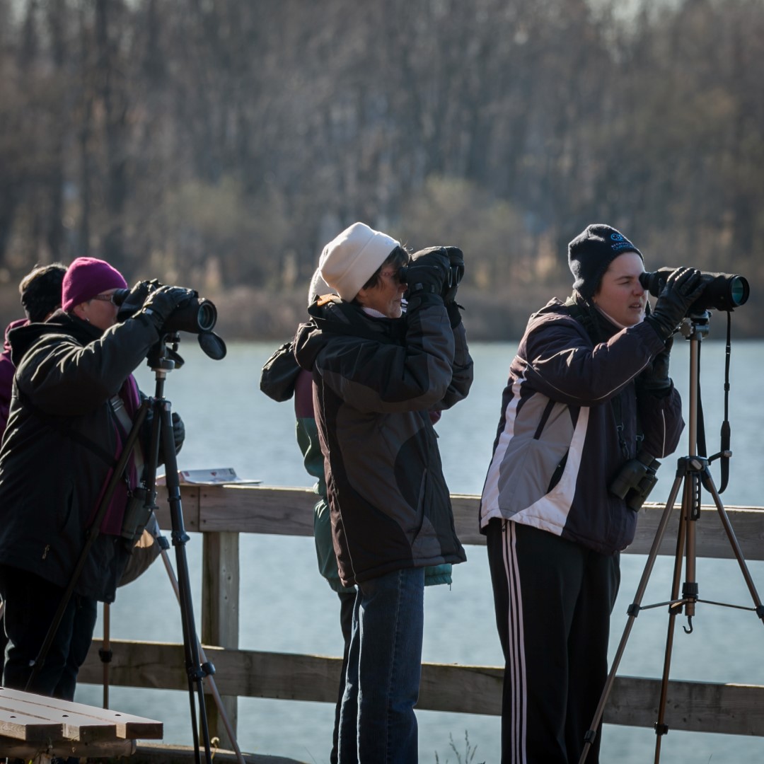 « Observation d'oiseaux sur la rivière Richelieu », par Denis Provencher, Chambly