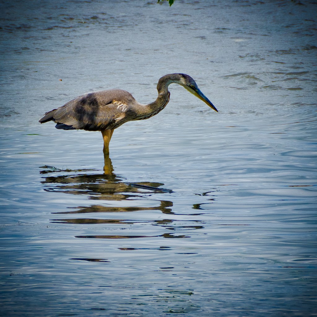 « Pêcher à Chambly », par Richard Fortier, Saint-Jean-sur-Richelieu