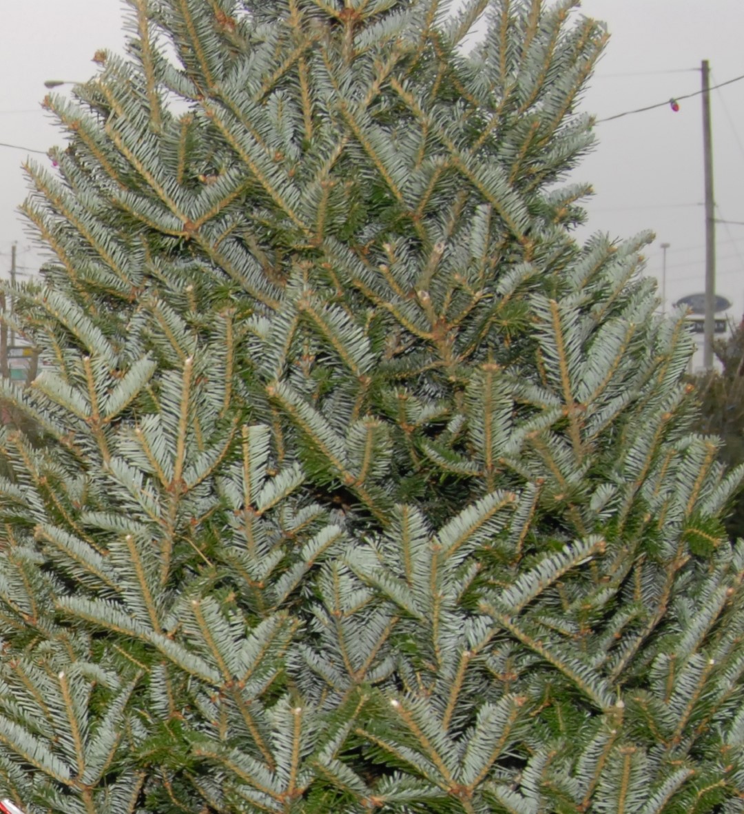 Collecte de sapins à Carignan