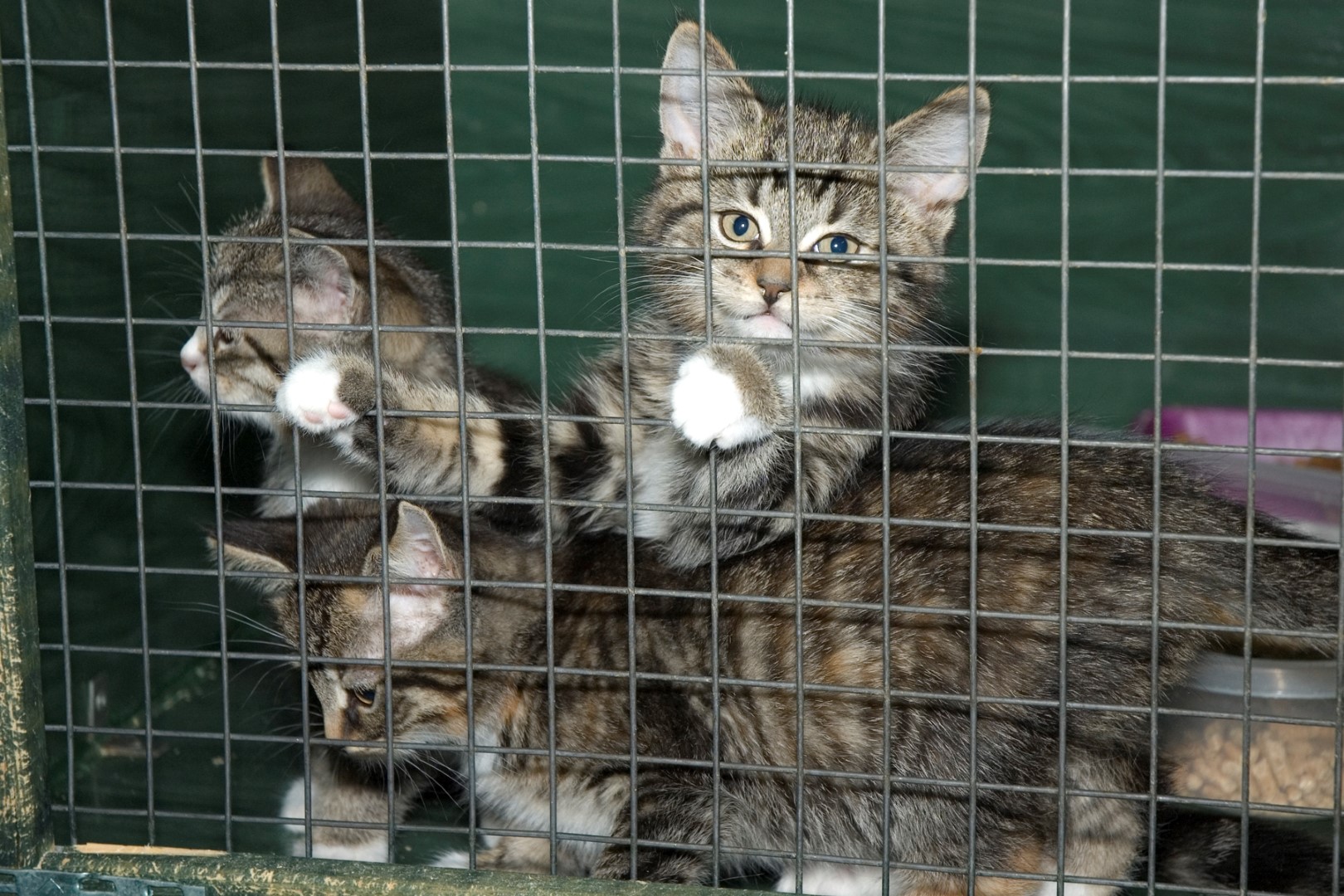 Une situation catastrophique, selon la SPCA