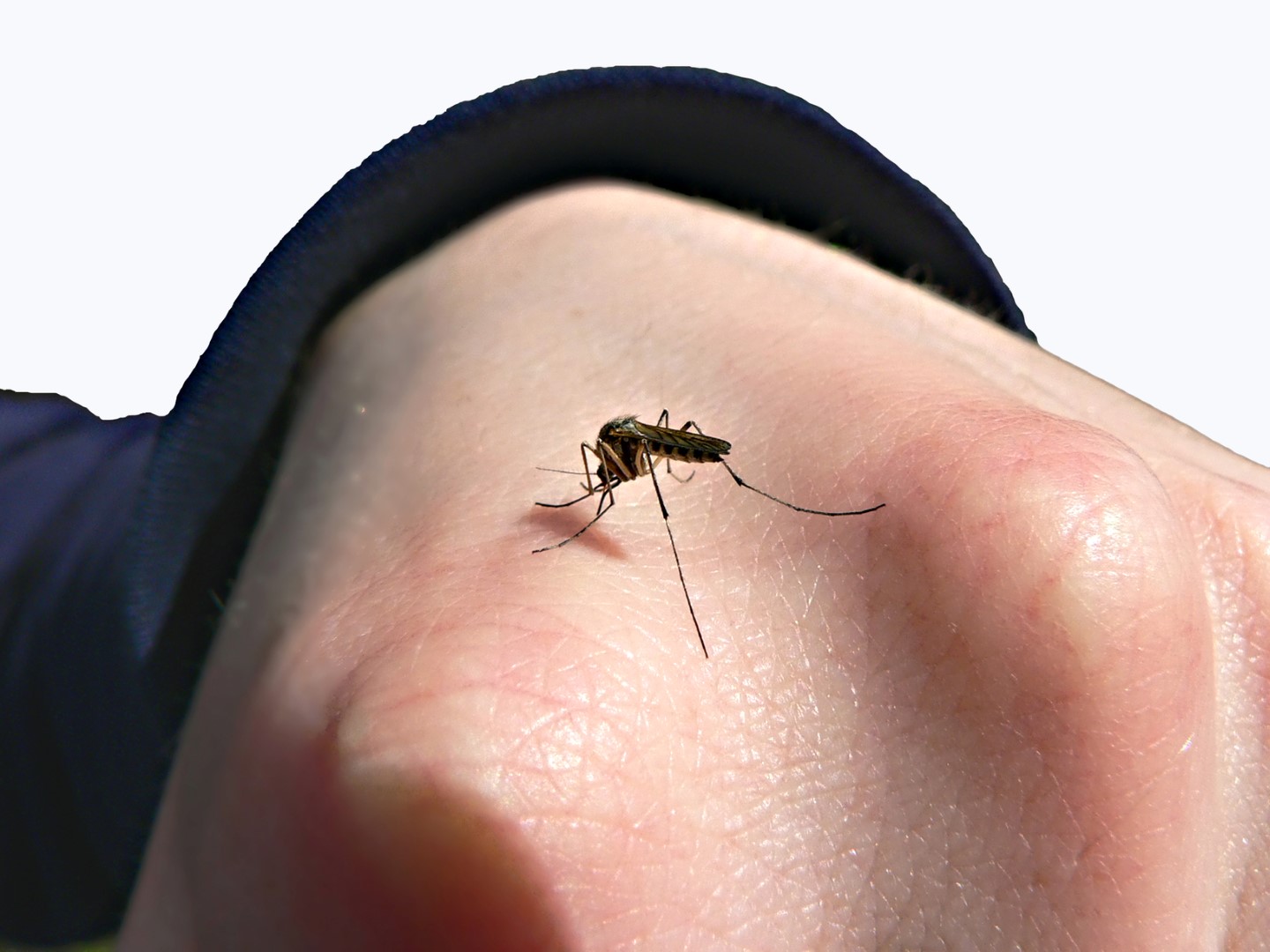 La saison du virus du Nil bientôt de retour