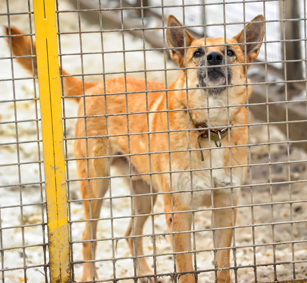 90 chiens saisis en Montérégie