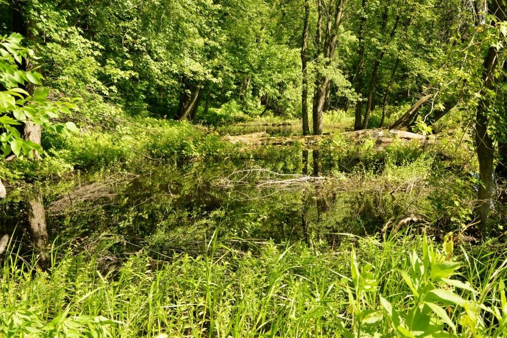Un projet de lotissement rejeté sur l'île au Foin