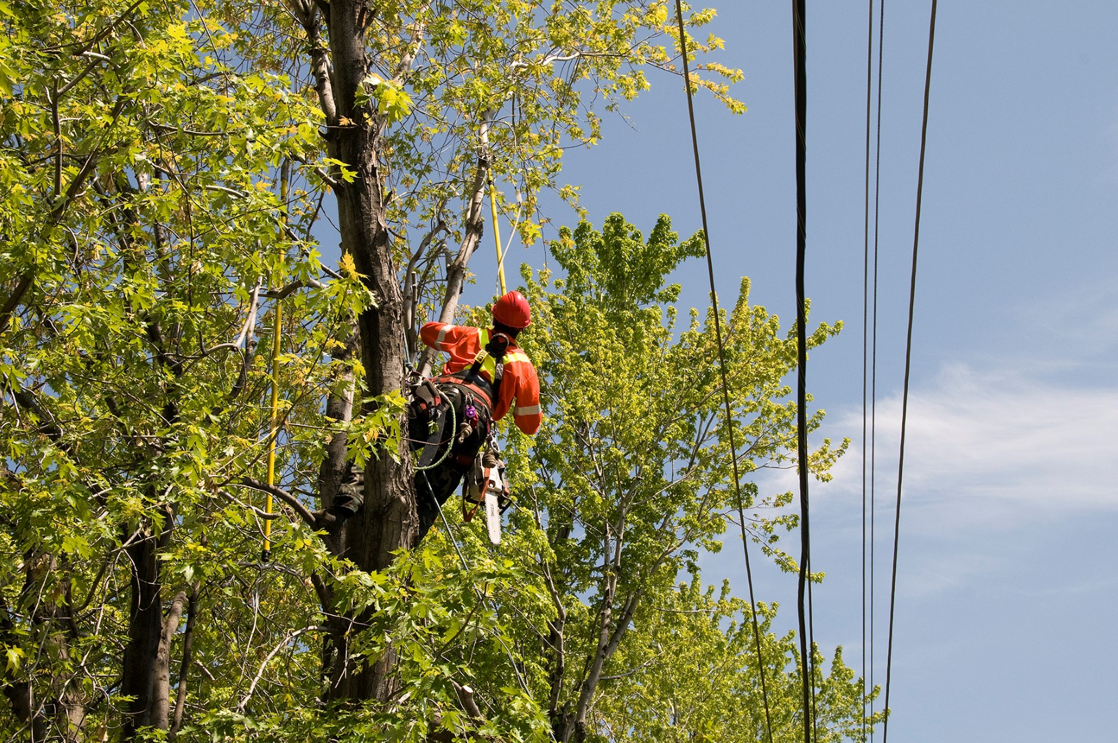 Hydro-Québec procédera à l'élagage d'arbres dans la région