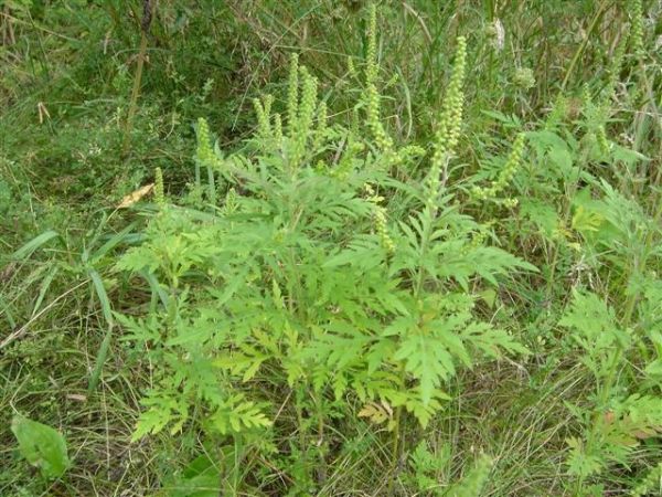 Un Montérégien sur cinq affecté par l’herbe à poux