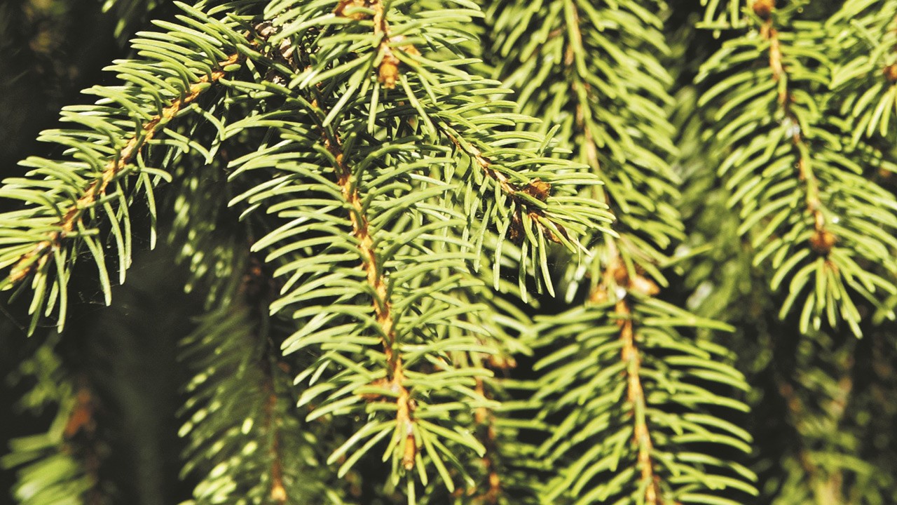 Chambly ramassera les sapins du 5 au 8 janvier