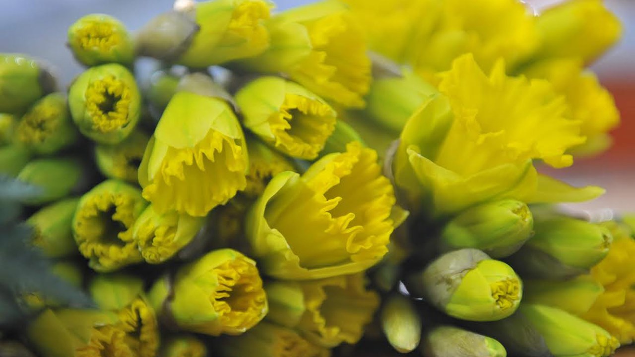 Des jonquilles pour lutter contre le cancer