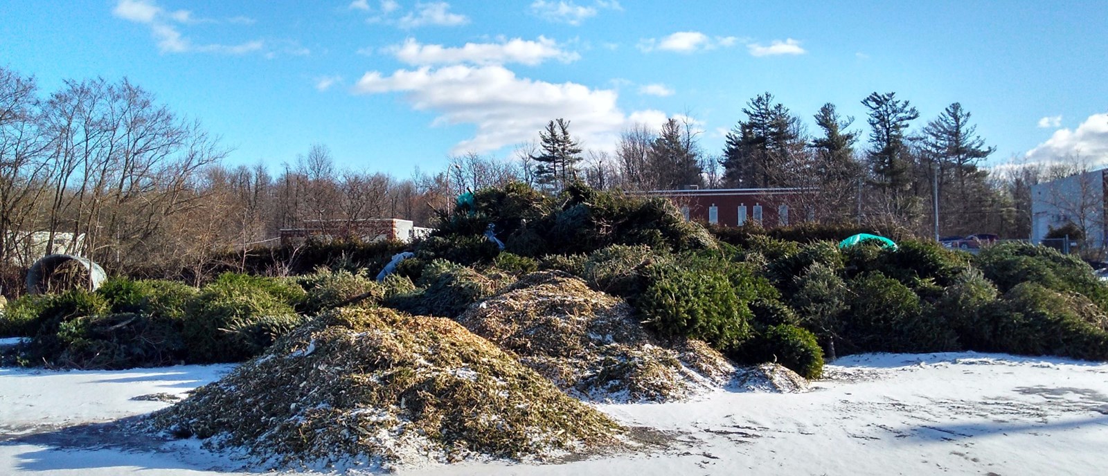 Quelque 850 sapins naturels recueillis à Chambly