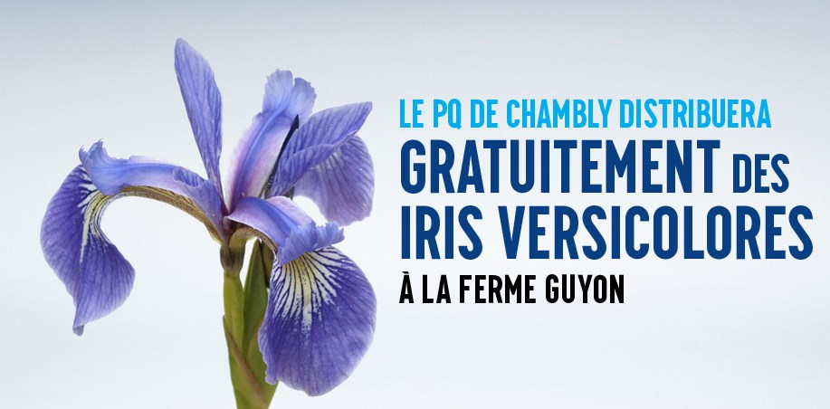 Distribution d’iris versicolores à Chambly afin de souligner la Fête nationale