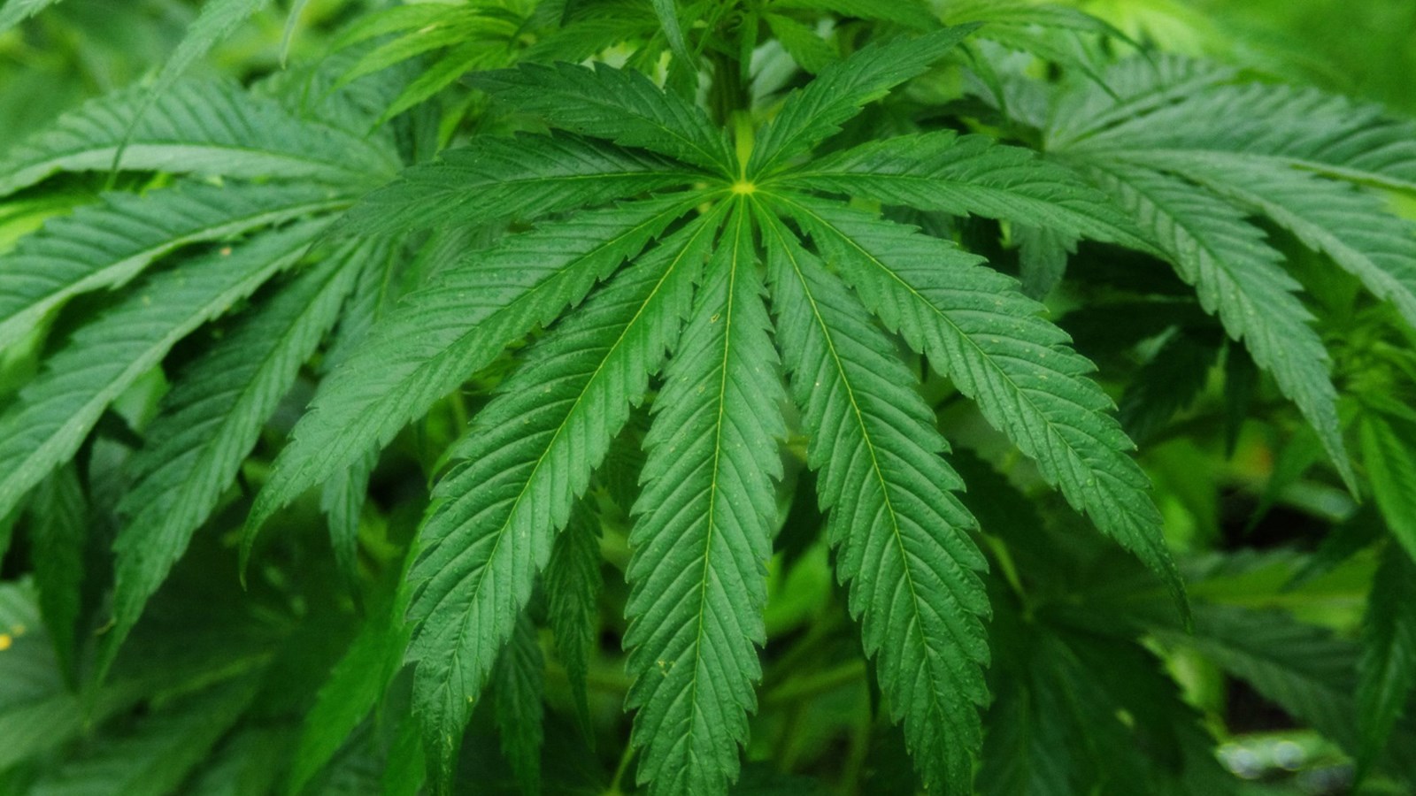 La Société québécoise du cannabis (SQDC) aura une succursale à Saint-Jean-sur-Richelieu 