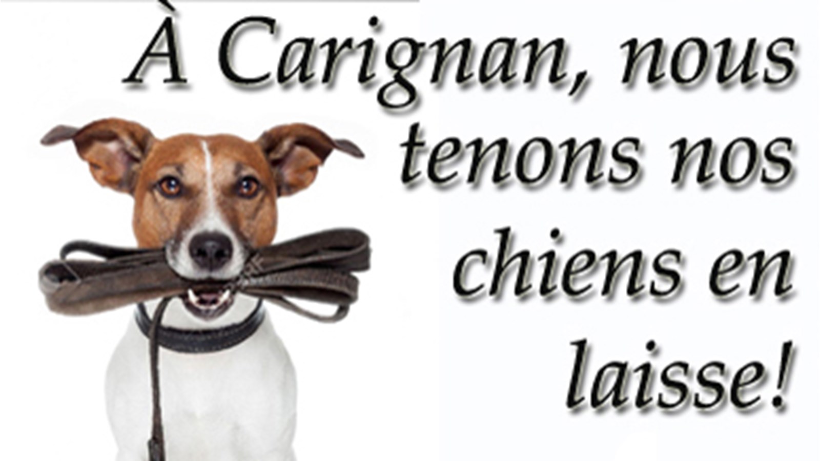 Carignan: obligation de tenir son chien en laisse