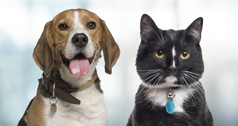 Des modifications pour la gestion des médailles d’animaux