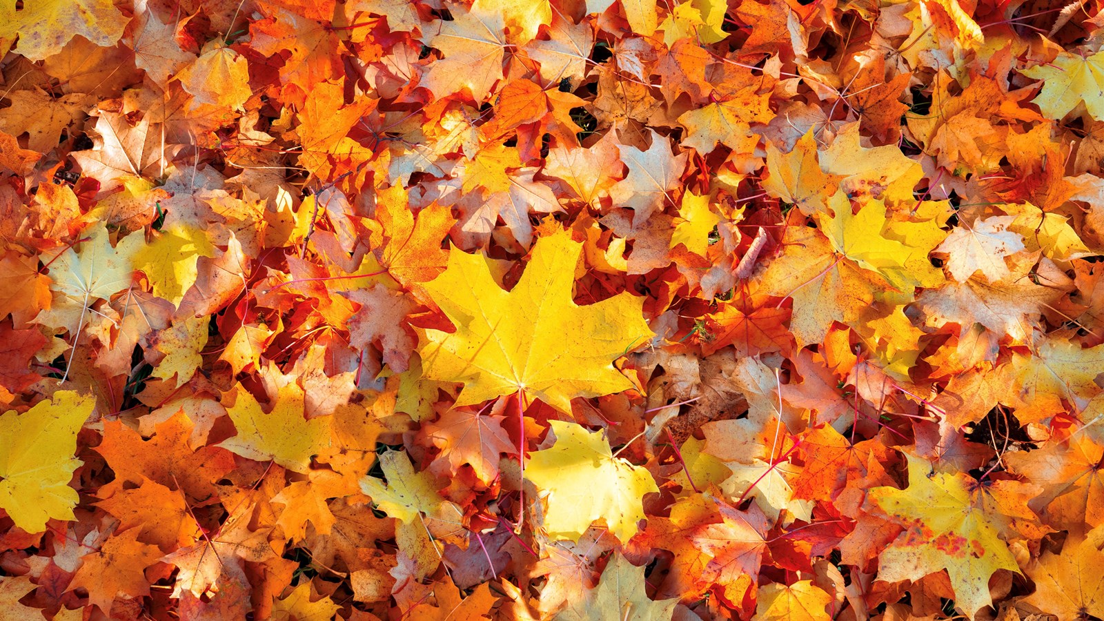 Richelieu célèbrera le retour de la Fête d’automne