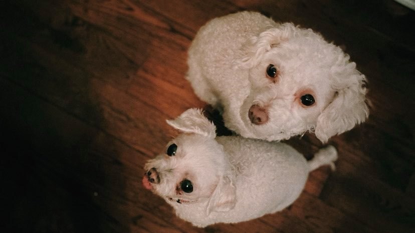 Nouveau sondage sur la présence des chiens dans les lieux publics à Chambly