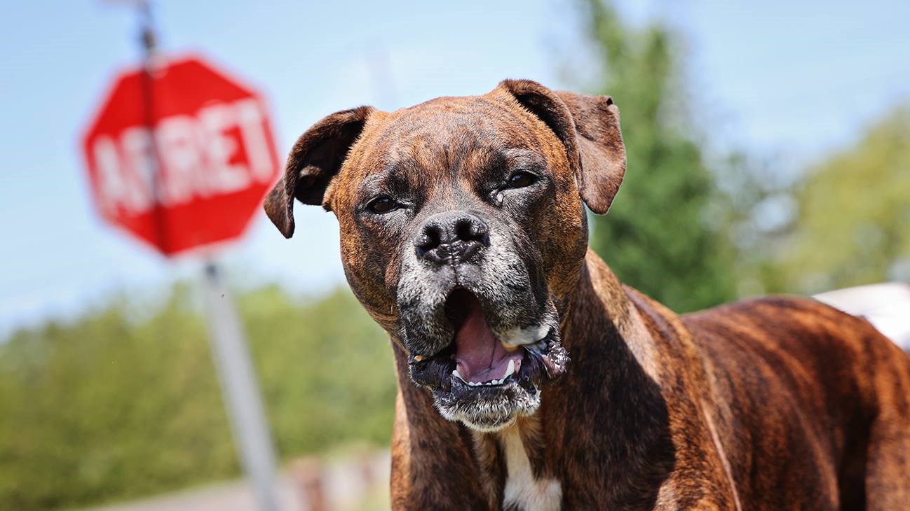 Résultat d'un sondage sur la présence des chiens dans les lieux publics à Chambly