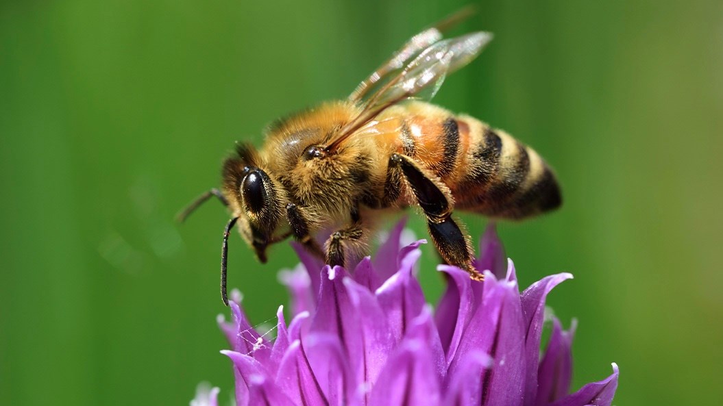 Nommons les dix reines abeilles des ruches urbaines de Chambly