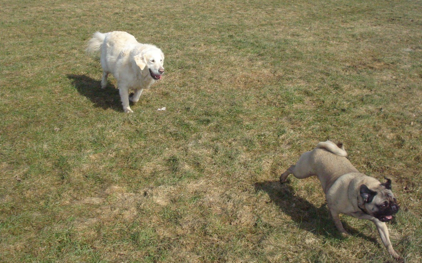 Le nouveau parc à chiens pour les résidants de Beloeil et de McMasterville accueille cette semaine ses premiers amis à quatre pattes. (Photo : Yves Bélanger)