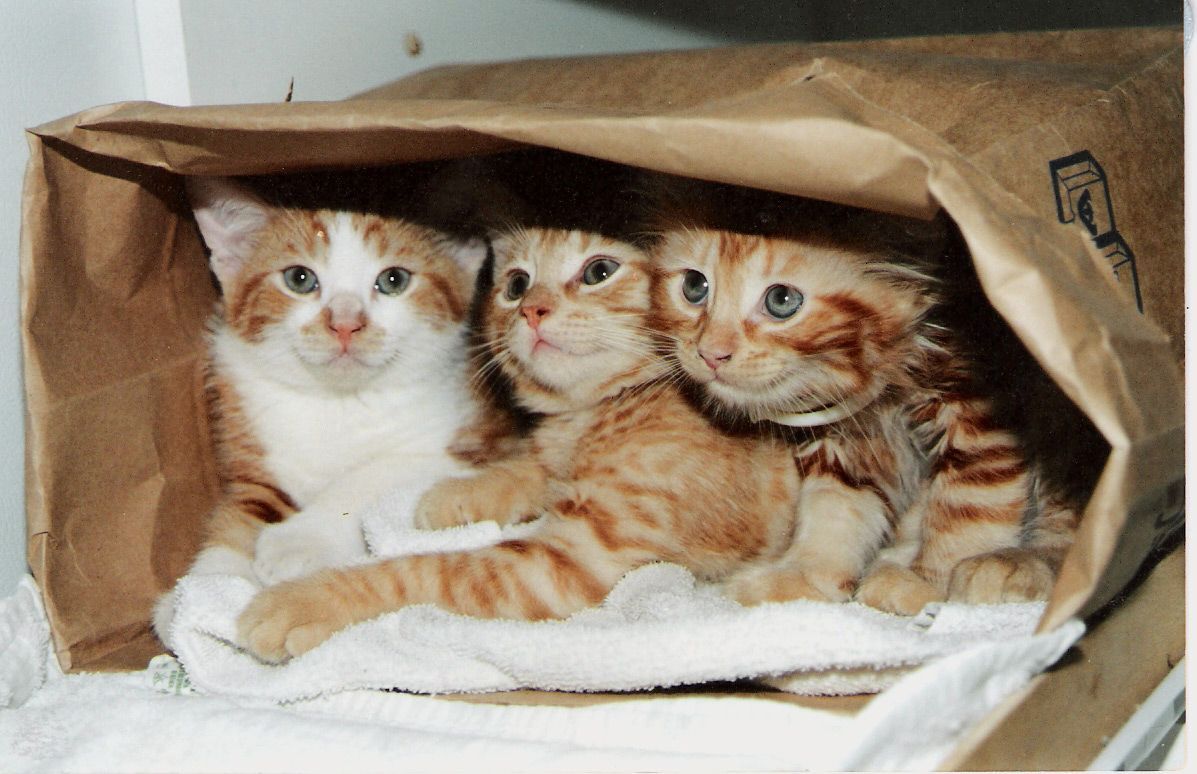 Un couple de chats non stérilisés aura plus de 20 000 descendants en seulement quatre ans. (Photo : Courtoisie)