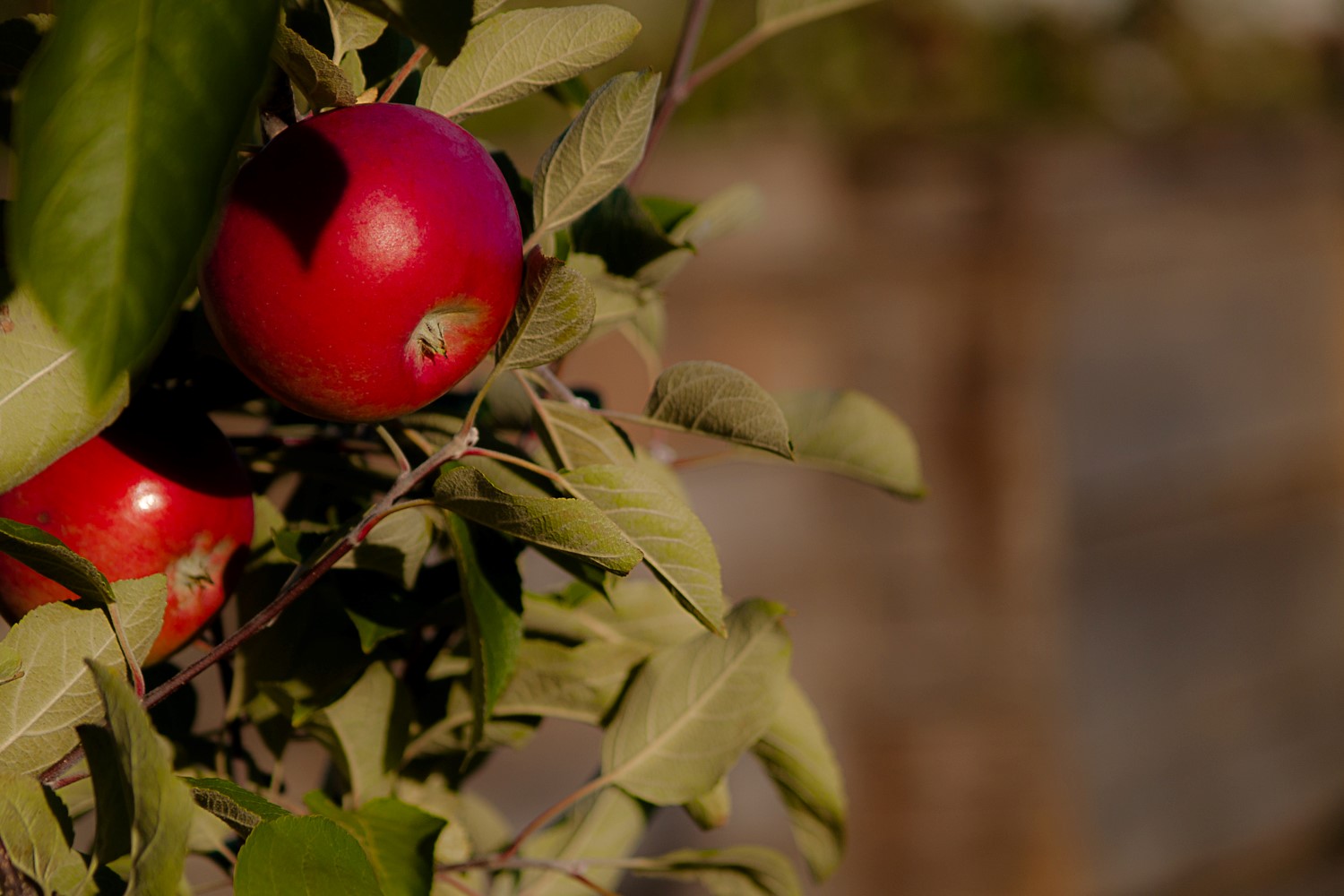 Ce n'est pas encore le temps des pommes, mais en cette période estivale, c'est un bon moment pour se rafraîchir en buvant son jus, qu'il soit alcoolisé ou non ! (Photo : Archives)