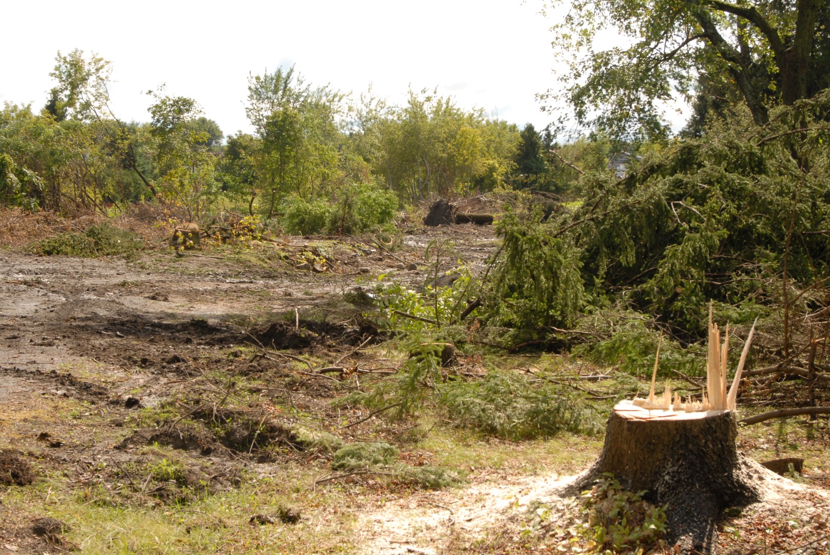 Un promoteur immobilier a procédé à la coupe d'arbres matures sans avoir de permis à cet effet. Les travaux ont été suspendus temporairement par la municipalité de Saint-Basile-le-Grand. (Photo : Luc Giard)