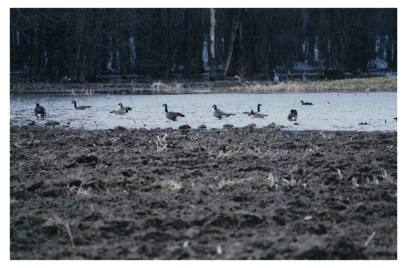 la Fédération de l’UPA de Saint-Hyacinthe dispose de quatre effaroucheurs qui sillonnent les terres agricoles de la Montérégie-Est à la recherche des oies et des bernaches.