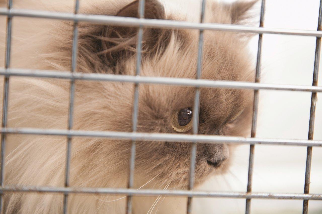 Un organisme à but non lucratif destiné au contrôle des animaux domestiques pourrait être créé conjointement par les villes de la région.